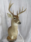WHITETAIL TABLE PEDESTAL TAXIDERMY