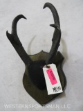 MOUNTED PRONGHORNS ON PLAQUE TAXIDERMY