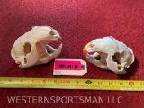 2 XXLG. Beaver skulls, complete with ALL teeth, Excellent Oddity taxidermy = 2 X $