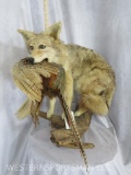 LIFESIZE COYOTE W/PHEASANT IN MOUTH TAXIDERMY