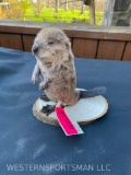 Super cute little baby Beaver, new Taxidermy