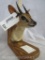 GOLD MEDAL STEINBOK SH MT ON PLAQUE TAXIDERMY