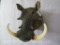 Warthog Sh Mt TAXIDERMY