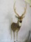 Really Cool 1/2 Body Axis Deer TAXIDERMY