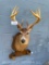 A HUGE Beautiful ,12 point 6 X 6 Whitetail Deer Sho. mount, with wood panel, With 2 feet - rack