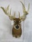 XL NON TYPICAL Whitetail Sh Mt TAXIDERMY