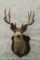 Massive 10-point mule deer on panel with a 23-1/4 inch spread. TAXIDERMY
