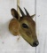 Red Duiker Sh Mt TAXIDERMY