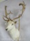Beautiful White Fallow Deer Sh Mt W/XL Anlers TAXIDERMY