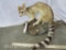 Lifesize Ringtail Cat