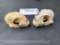 XX Large Bobcat skull { 5 x 3 1/2 inches } and Alaskan Lynx skull, { 5 1/4 X 4 inches } Taxidermy 2