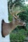 Very nice multi-point whitetail with heavy horns. Good rack with a nice spread on an attractive pane