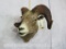 Desert Bighorn Sheep Head TAXIDERMY