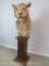 REALLY NICE LION PEDESTAL *TX RESIDENTS ONLY* TAXIDERMY