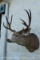 Giant sneak mounted mule deer. Wide 27-inch spread. Bases are 5-inches plus some 16-inch tines