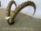 IBEX HORNS ON PLAQUE TAXIDERMY