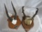 BUSHBUCK AND PRONGHORN MOUNTED HORNS (2x$) TAXIDERMY
