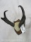 PRONGHORN HORNS ON PLAQUE TAXIDERMY