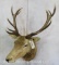 Red Stag Sh Mt TAXIDERMY