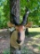 Rare, & Beautiful LORD DERBY Eland Taxidermy Shoulder mount . BIG, Horns, 44 inches long 15 inch spr