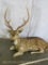 LIFESIZE LAYING AXIS DEER TAXIDERMY