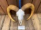 Beautiful BLOND HORNED Sheep skull with, 29 inch long horns, and, All teeth. Awesome Taxidermy - Odd