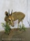 LIFESIZE DUIKER ON BASE TAXIDERMY