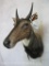 Nilgai Sh Mt TAXIDERMY