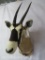 Gemsbok Sh Mt TAXIDERMY