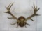 RED STAG RACK ON PLAQUE TAXIDERMY