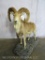Lifesize Transcaspian Urial on Base *TX RESIDENTS ONLY*  TAXIDERMY