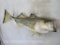 REAL SKIN BASS FISH MT TAXIDERMY