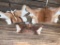 Set of 3 Beautiful, African Back Skins/Hides Blesbok, Springbok, and Impala, Great, like new Taxider