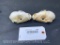 2 Large Raccoon skulls ALL teeth, 4 1/2 inches long x 3 inches wide....excellent Oddity Taxidermy, 2