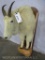 1/2 Body Mountain Goat on Plaque