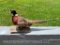 Beautiful Sitting Ring-Neck Pheasant Taxidermy mount. 28 inches long x 7 inches wide and 6 1/2 inche