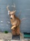 REALLLY Nice 1/2 body 5 point White-tail Deer Taxidermy - NEW mount, on Natural looking base ! 60 in