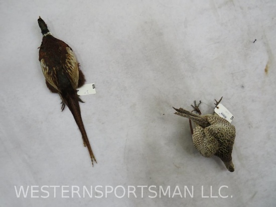 Male and Female Pheasant