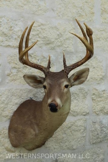 Whitetail Deer: Unusual bulbous growth on this unique specimen. Nice pose with 12 total antler point