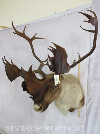 XL CARIBOU SH MT W/STAINED ANTLERS TAXIDERMY