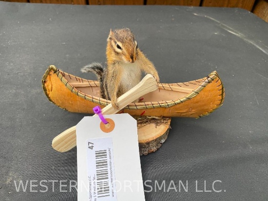 New Taxidermy, Chipmunk in a Canoe, 8 inches long x 5 inches tall. TAXIDERMY