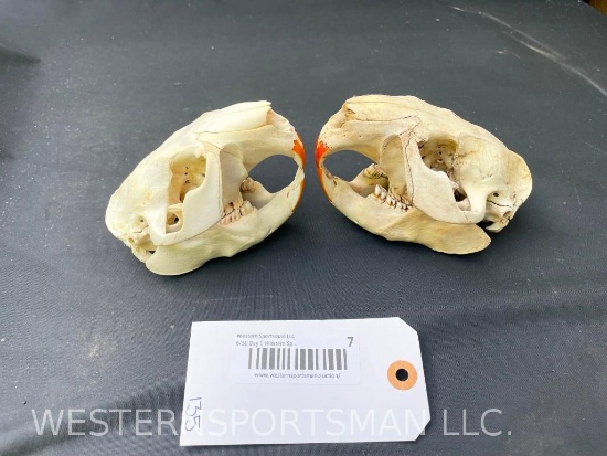2 XX Large Beaver skulls, with all teeth 5 inches long x 3 1/2 inches wide... 2 X $