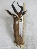 GERENUK SH MT W/COLOR TOUCH UP TAXIDERMY