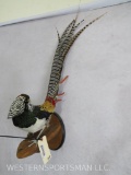 Beautiful Lifesize Lady Amherst's Pheasant TAXIDERMY