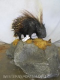 Lifesize African Porcupine on Base TAXIDERMY