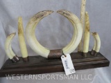 HIPPO IVORY DISPLAY W/REPAIRS TAXIDERMY
