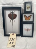 Flying lizard, and 3 framed insects 4X$ ODDITIES