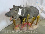 LIFEIZE JAVALINA ON BASE TAXIDERMY