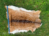 Beautiful, Spotted Axis Deer hide, NEW, Tan,- Taxidermy, 40 inches long X 31-36 inches wide
