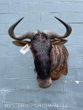 African Trophy Size BLUE Wildebeest, Wall pedestal Shoulder mount, 35 inches out from the wall, 35 i